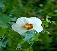 花色從白到粉紅瑰麗多變,有山炮仔、拒霜花、千面美人等別名。