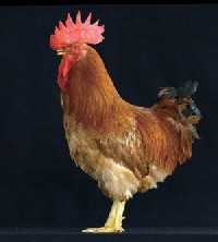 (照片提供/科學人)