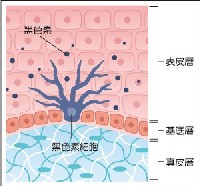 (照片提供/科學人)